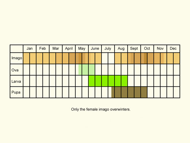  Life stages table Copyright Martin Evans 