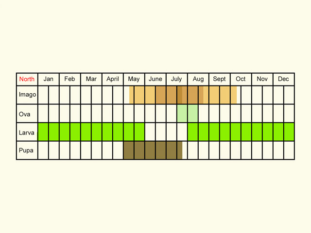  Life stages table Copyright Martin Evans 