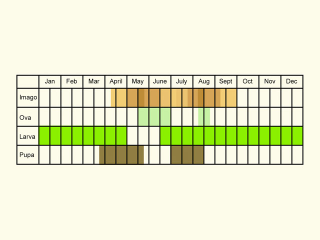  Life stages table Copyright Martin Evans 