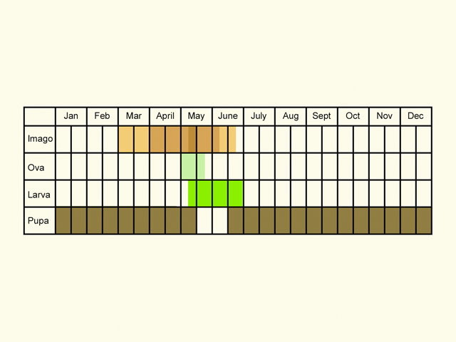  Life stages table Copyright Martin Evans 