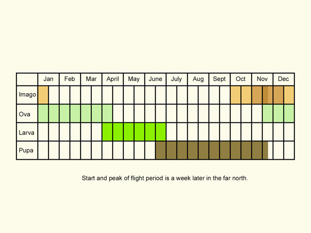  Life stages table Copyright Martin Evans 