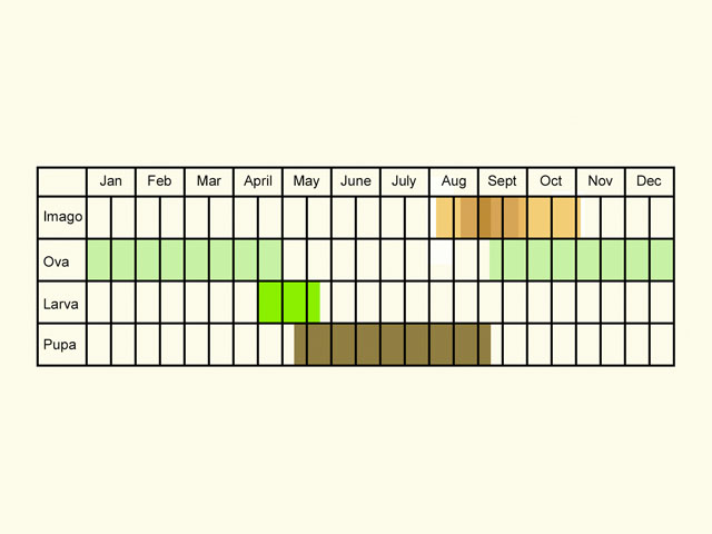  Life stages table Copyright Martin Evans 