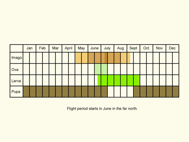  Life stages table Copyright Martin Evans 