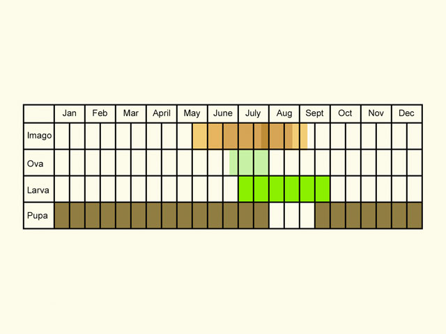  Life stages table Copyright Martin Evans 