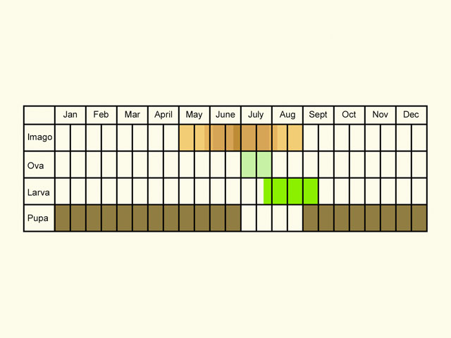  Life stages table Copyright Martin Evans 