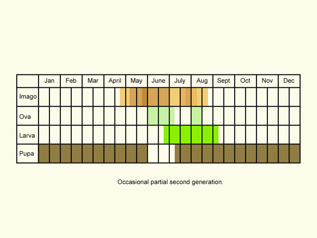  Life stages table Copyright Martin Evans 