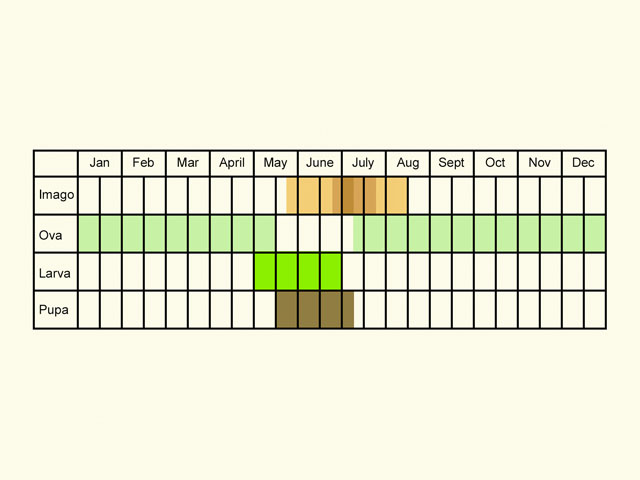  Life stages table Copyright Martin Evans 