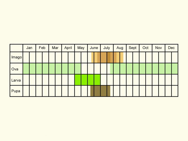  Life stages table Copyright Martin Evans 