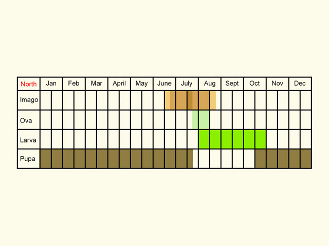  Life stages table Copyright Martin Evans 