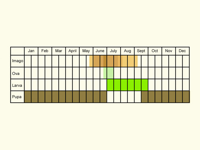  Life stages table Copyright Martin Evans 