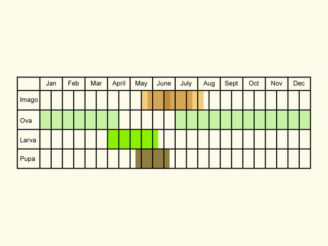  Life stages table Copyright Martin Evans 