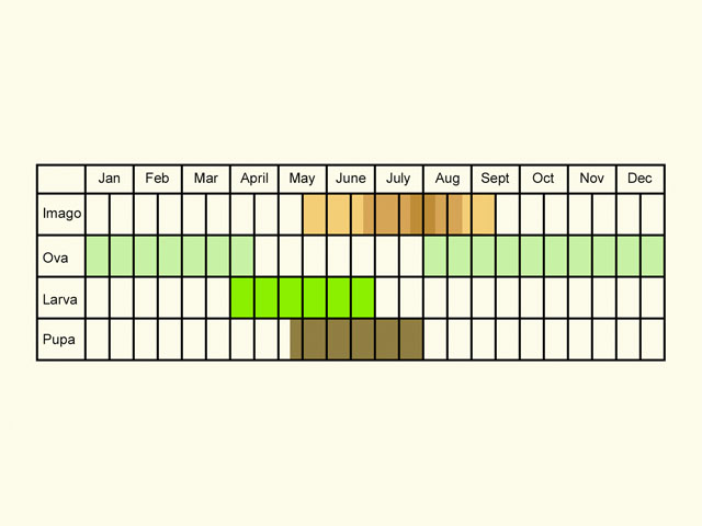  Life stages table Copyright Martin Evans 