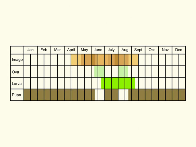  Life stages table Copyright Martin Evans 