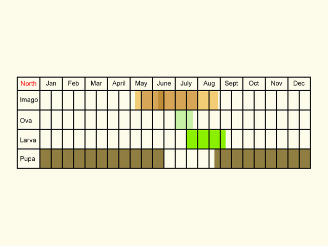  Life stages table Copyright Martin Evans 