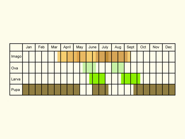  Life stages table Copyright Martin Evans 