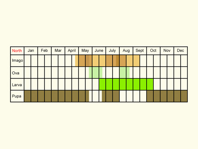  Life stages table Copyright Martin Evans 