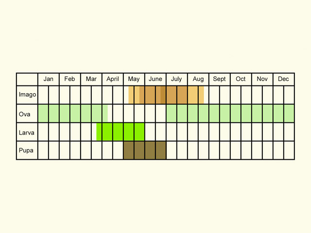  Life stages table Copyright Martin Evans 