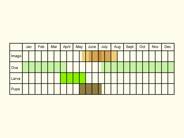  Life stages table Copyright Martin Evans 