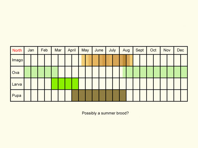  Life stages table Copyright Martin Evans 