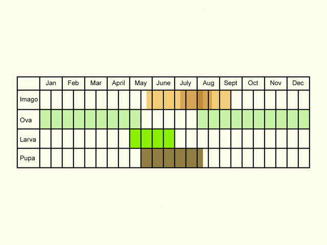  Life stages table Copyright Martin Evans 