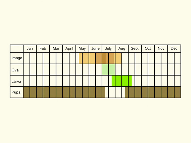  Life stages table Copyright Martin Evans 