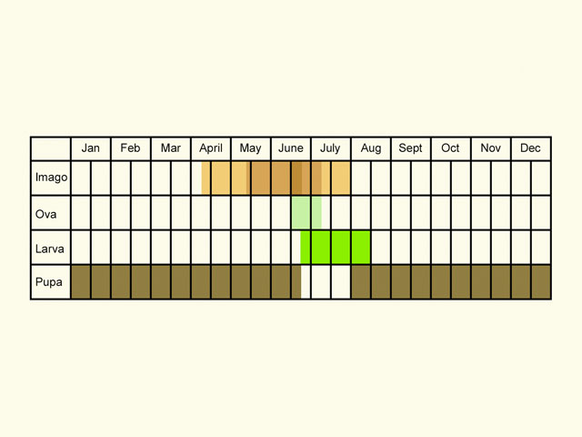  Life stages table Copyright Martin Evans 