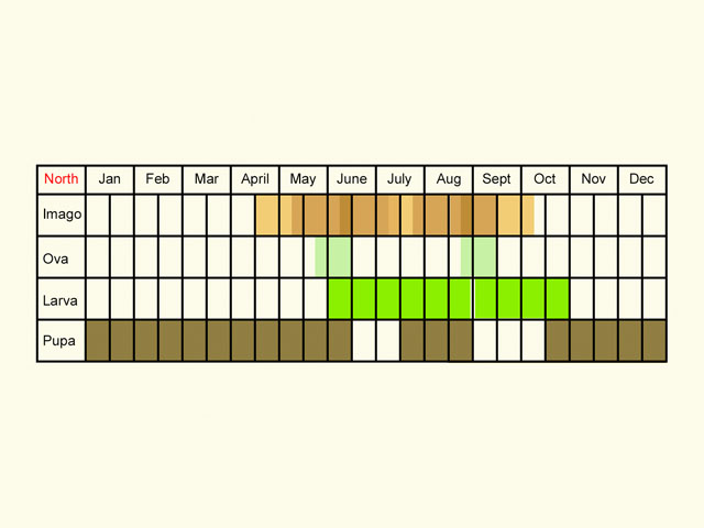  Life stages table Copyright Martin Evans 