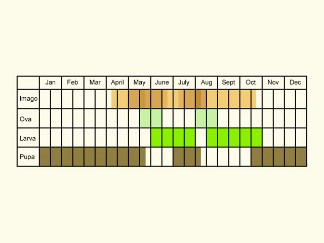  Life stages table Copyright Martin Evans 