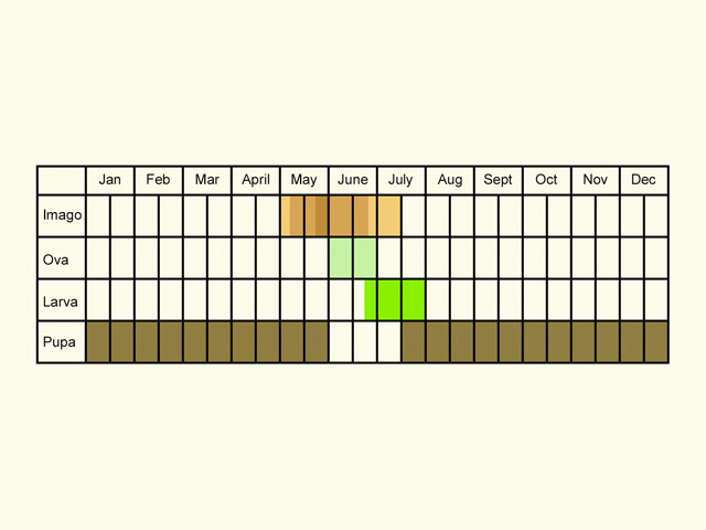  Life stages table Copyright Martin Evans 