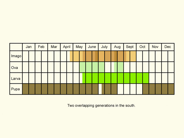  Life stages table Copyright Martin Evans 