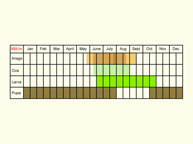  Life stages table Copyright Martin Evans 