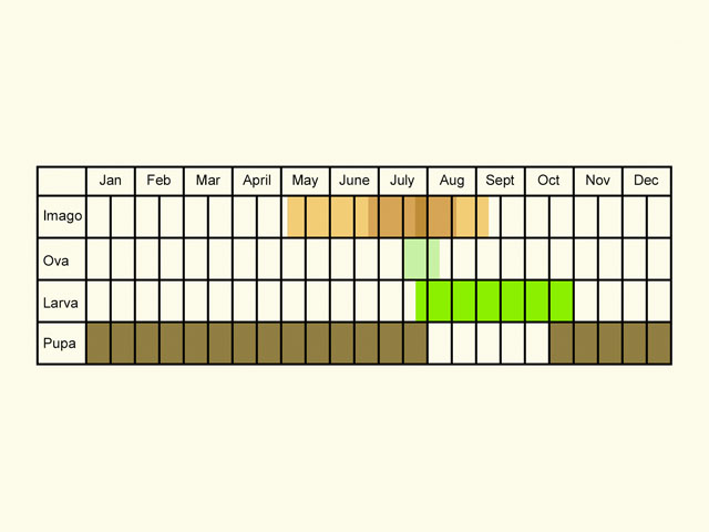  Life stages table Copyright Martin Evans 