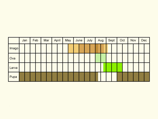  Life stages table Copyright Martin Evans 