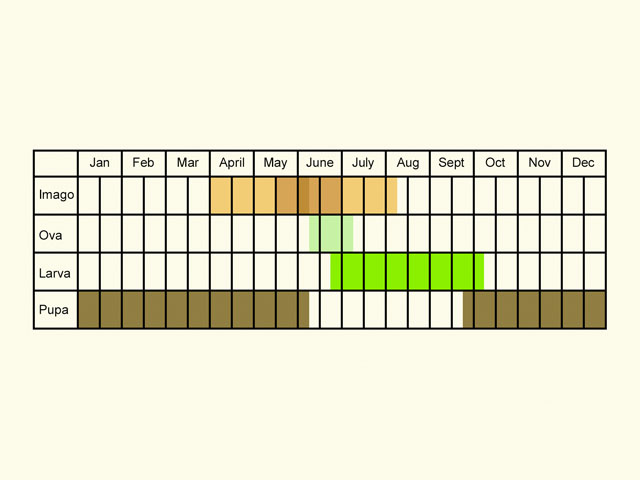  Life stages table Copyright Martin Evans 