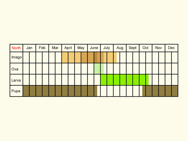  Life stages table Copyright Martin Evans 