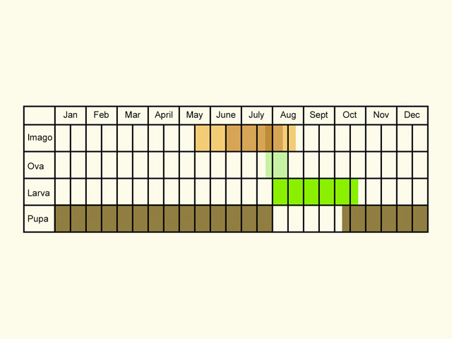  Life stages table Copyright Martin Evans 