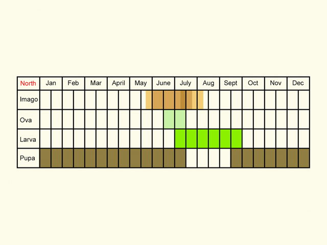  Life stages table Copyright Martin Evans 