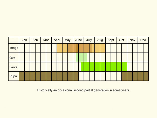  Life stages table Copyright Martin Evans 