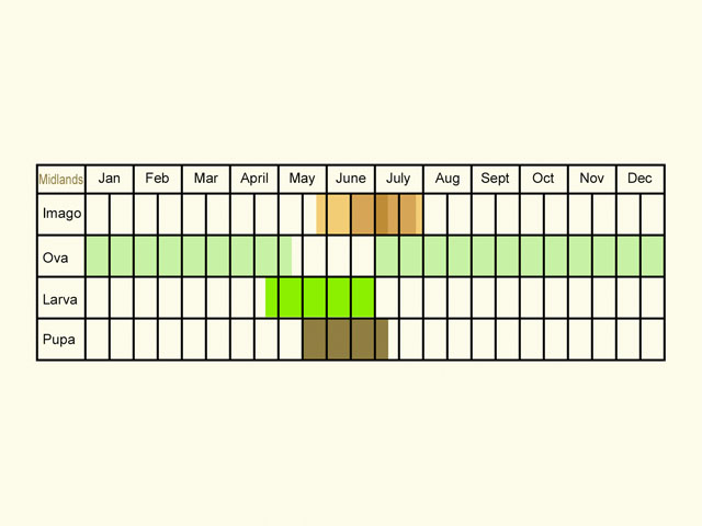  Life stages table Copyright Martin Evans 