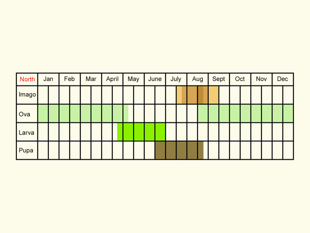  Life stages table Copyright Martin Evans 