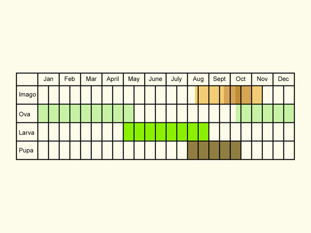  Life stages table Copyright Martin Evans 