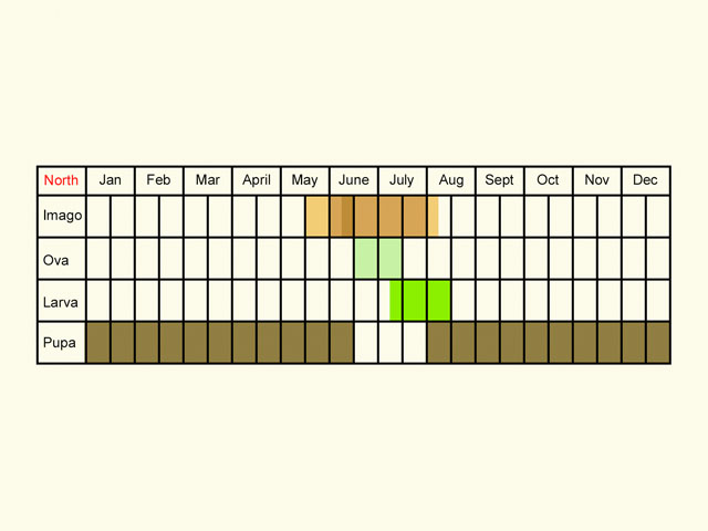  Life stages table Copyright Martin Evans 