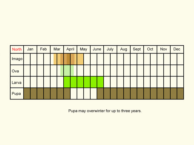  Life stages table Copyright Martin Evans 