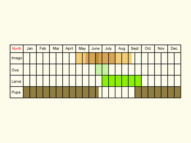  Life stages table Copyright Martin Evans 