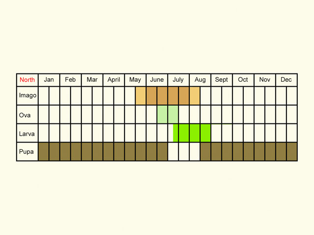  Life stages table Copyright Martin Evans 