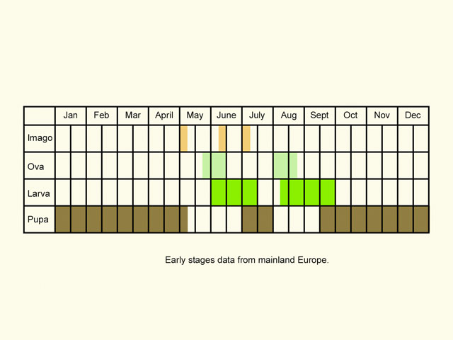  Life stages table Copyright Martin Evans 