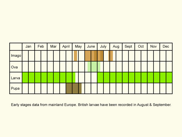  Life stages table Copyright Martin Evans 