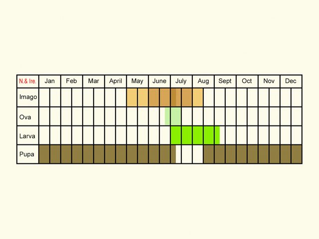  Life stages table Copyright Martin Evans 