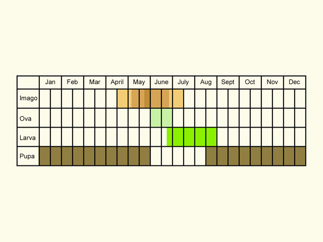  Life stages table Copyright Martin Evans 