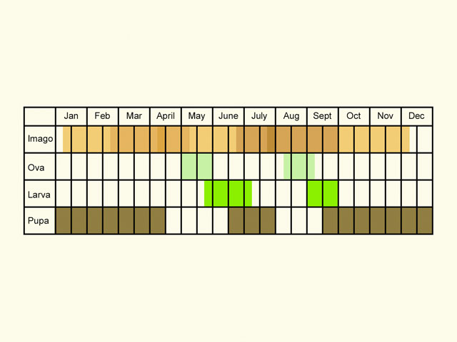  Life stages table Copyright Martin Evans 